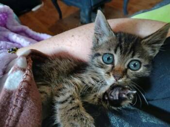 MR CRABS -  Domestic Short Hair Cat for Adoption in Charlotte, North Carolina - MR CRABS | PetCurious