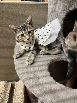 Sandal -  Domestic Short Hair Cat for Adoption in Fort Worth, Texas - Sandal | PetCurious