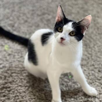Rescue Domestic Short Hair Cats for Adoption in Los Angeles, California - Mookie | PetCurious