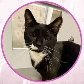 Rescue Domestic Short Hair Cats for Adoption in Toms River, New Jersey - Black Sabbath | PetCurious