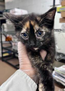 Clary Sage -  Domestic Short Hair Cat for Adoption in Cincinnati, Ohio - Clary Sage | PetCurious
