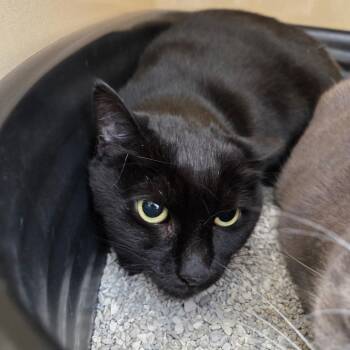 Domestic Short Hair Cats Available for Adoption in Winston-salem, North Carolina - Ellie Mae | PetCurious