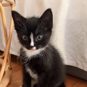 Papi (Xavier) -  Domestic Short Hair Cat for Adoption in Westport, Connecticut - Papi (Xavier) | PetCurious