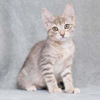 Kylie -  Domestic Short Hair Cat for Adoption in Sunnyvale, California - Kylie | PetCurious