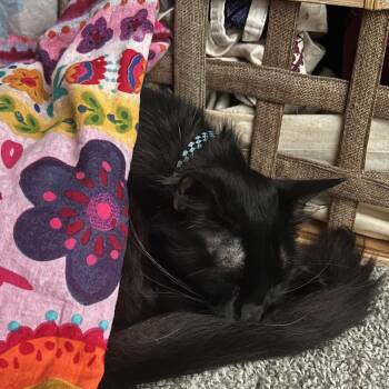 Rescue Domestic Medium Hair Cats for Adoption in Pottsboro, Texas - Ava | PetCurious