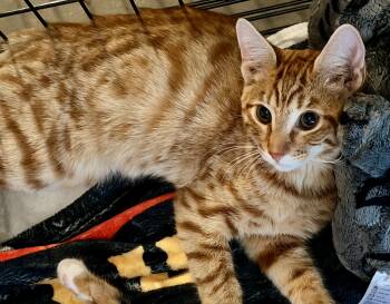 Garfield -  Domestic Short Hair Cat for Adoption in Norco, California - Garfield | PetCurious