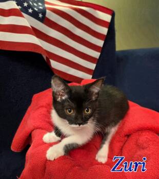 Zuri -  Domestic Short Hair Cat for Adoption in Port Clinton, Ohio - Zuri | PetCurious