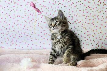 Lucy Cuddlestoo -  Tabby and Domestic Medium Hair Cat for Adoption in Chandler, Arizona - Lucy Cuddlestoo | PetCurious