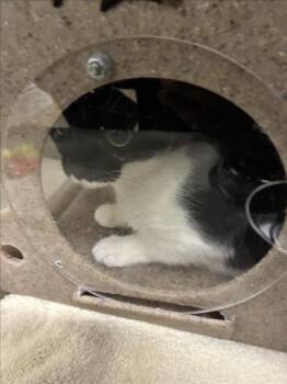 Domestic Short Hair Cats Available for Adoption - MOUNT VERNON | PetCurious