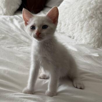 Gandalf (grey) -  Domestic Short Hair Cat for Adoption in Sunnyvale, California - Gandalf (grey) | PetCurious