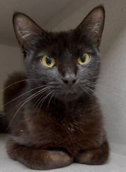 Midge -  Domestic Short Hair Cat for Adoption in Osseo, Michigan - Midge | PetCurious