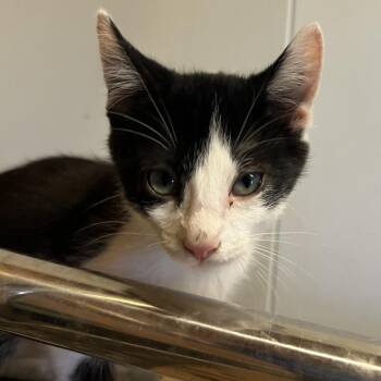 Sir Doofus -  Domestic Short Hair Cat for Adoption in Brownsboro, Alabama - Sir Doofus | PetCurious