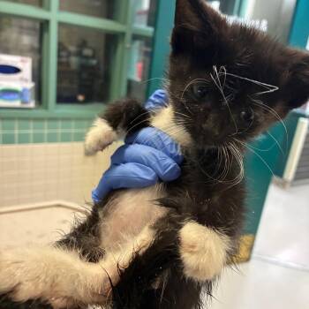 Domestic Medium Hair Cats Available for Adoption in Pasadena, California - Crow | PetCurious