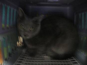 Domestic Short Hair Cats Available for Adoption in Ocala, Florida - GRAY | PetCurious