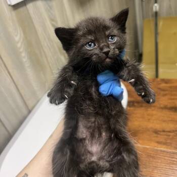 Gobi -  Domestic Short Hair Cat for Adoption in Spokane, Washington - Gobi | PetCurious