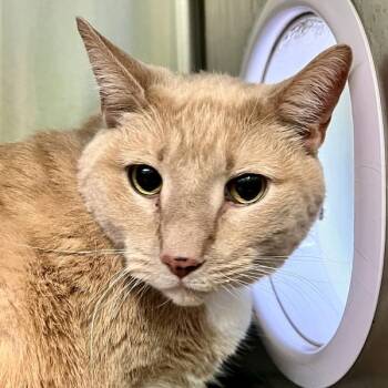 Murphy -  Domestic Short Hair Cat for Adoption in Sioux City, Iowa - Murphy | PetCurious