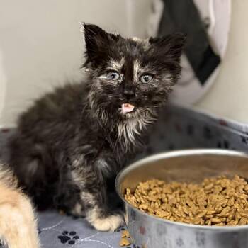 Paloma -  Domestic Long Hair Cat for Adoption in Jacksboro, Tennessee - Paloma | PetCurious