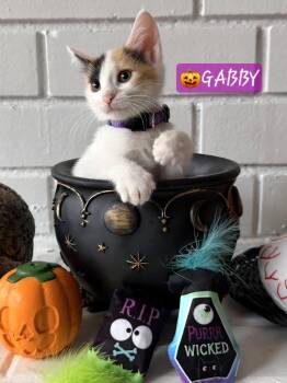 Gabby -  Domestic Short Hair and Calico Cat for Adoption in Yorba Linda, California - Gabby | PetCurious