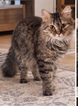 Sokar M -  Maine Coon and Siberian Cat for Adoption in Brampton, Ontario - Sokar M | PetCurious