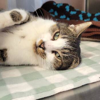 Rescue Domestic Short Hair Cats for Adoption in Nashville, Indiana - Jupiter | PetCurious