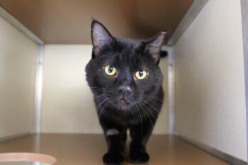 Domestic Short Hair Cats Available for Adoption in Mccall, Idaho - Hermin | PetCurious