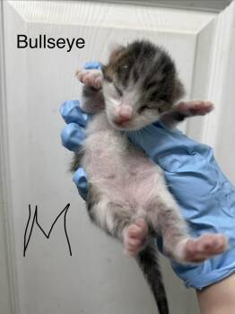 Bullseye -  Domestic Short Hair Cat for Adoption in Evansville, Indiana - Bullseye | PetCurious