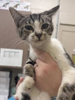 Diet Coke -  Domestic Short Hair Cat for Adoption in Fishers, Indiana - Diet Coke | PetCurious