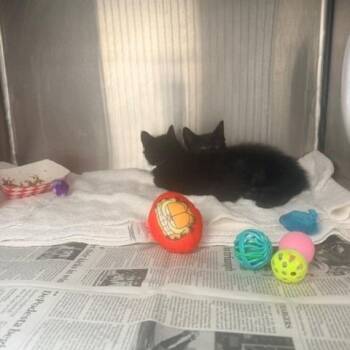 Puff -  Domestic Short Hair Cat for Adoption in Hawthorne, California - Puff | PetCurious
