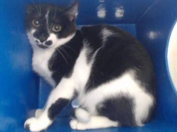 KOVU -  Domestic Short Hair Cat for Adoption in Orlando, Florida - KOVU | PetCurious