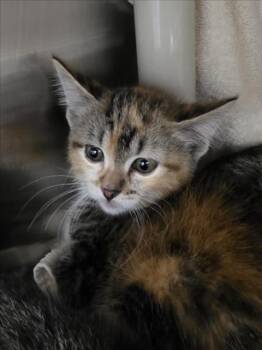 BIRDIE -  Domestic Short Hair Cat for Adoption in Derwood, Maryland - BIRDIE | PetCurious