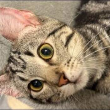 Rescue Domestic Short Hair Cats for Adoption in Tulsa, Oklahoma - Kyanite | PetCurious