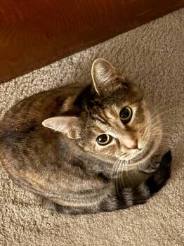 Vanna White -  Domestic Short Hair Cat for Adoption in Stockbridge, Georgia - Vanna White | PetCurious