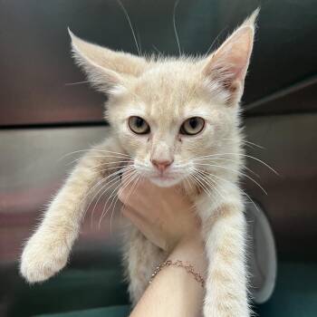 Chester -  Domestic Short Hair Cat for Adoption in Ardmore, Oklahoma - Chester | PetCurious