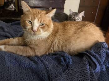 Domestic Medium Hair Cats Available for Adoption - Marmalade  | PetCurious