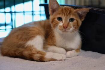 Persimmon -  Domestic Short Hair Cat for Adoption in Bradford, Alabama - Persimmon | PetCurious