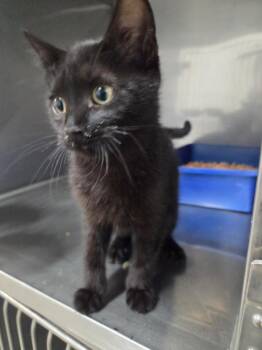 Huck -  Domestic Short Hair Cat for Adoption in Salmon, Idaho - Huck | PetCurious