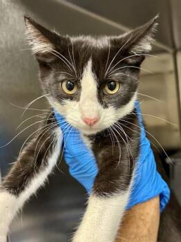 Clutch -  Domestic Short Hair Cat for Adoption in Wichita, Kansas - Clutch | PetCurious