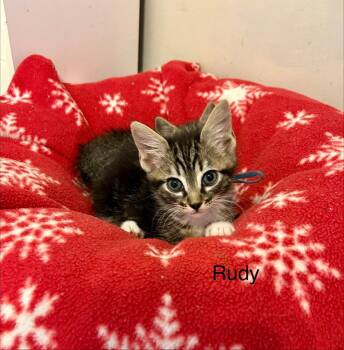 Rudy -  Tabby and Domestic Short Hair Cat Available for Adoption in Buford, Georgia - Rudy | PetCurious