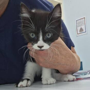 Domestic Short Hair Cats Available for Adoption in Fort Smith, Arkansas - Nilly (26-2967) | PetCurious