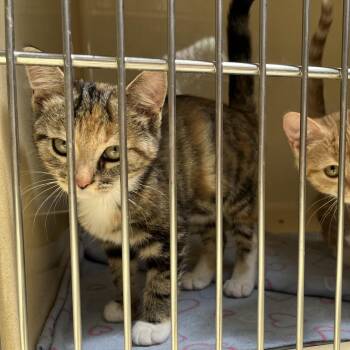 Kara -  Calico and Tabby Cat for Adoption in Clarksville, Virginia - Kara | PetCurious