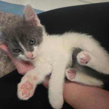 Gunnar -  Domestic Short Hair Cat for Adoption in Belfair, Washington - Gunnar | PetCurious