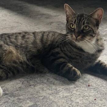 Maxwell -  Domestic Short Hair Cat for Adoption in Long Beach, California - Maxwell | PetCurious