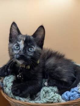 Domestic Short Hair Cats Available for Adoption in North Charleston, South Carolina - 05280B Tori- PetSmart North Charleston | PetCurious