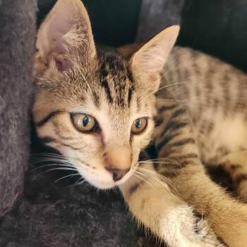 Taz -  Domestic Short Hair Cat for Adoption in Wilsonville, Oregon - Taz | PetCurious