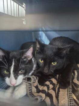 Oracle -  Domestic Short Hair Cat for Adoption in Cincinnati, Ohio - Oracle | PetCurious