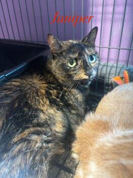 Juniper -  Domestic Short Hair Cat for Adoption in Cambridge, Maryland - Juniper | PetCurious