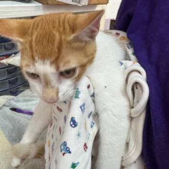 Taz -  Domestic Short Hair Cat for Adoption in Blairsville, Georgia - Taz | PetCurious
