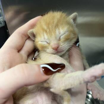 Potato Chip -  Domestic Short Hair Cat for Adoption in Greensboro, North Carolina - Potato Chip | PetCurious