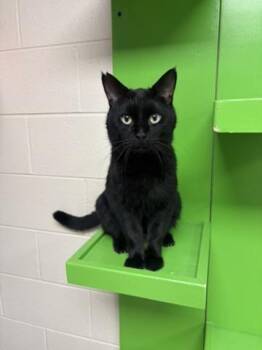 Emerson -  Domestic Short Hair Cat for Adoption in Valparaiso, Indiana - Emerson | PetCurious