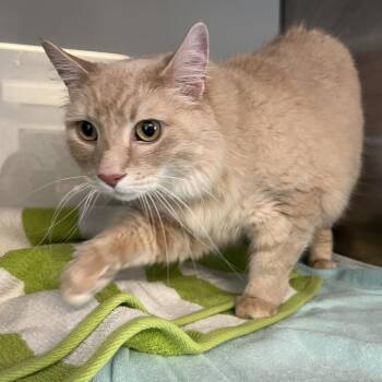 Midas -  Domestic Short Hair Cat for Adoption in Ridgely, Maryland - Midas | PetCurious